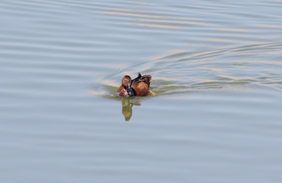 Cinnamon Teal - Nick Pulcinella