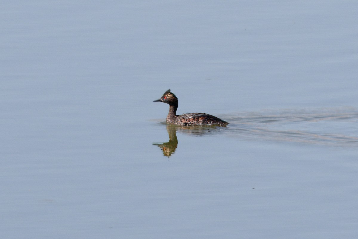 Eared Grebe - Nick Pulcinella