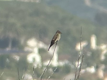 Western Wood-Pewee - Will Black