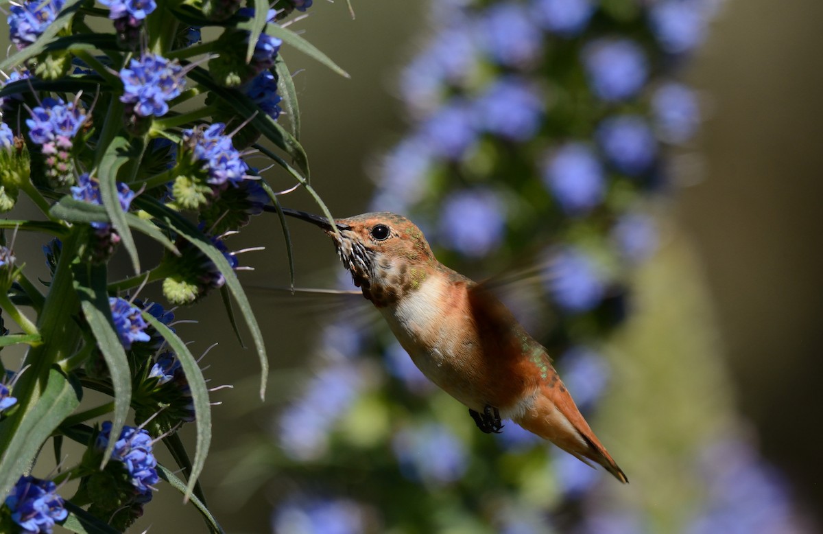 tanımsız Trochilidae sp. - ML618135738