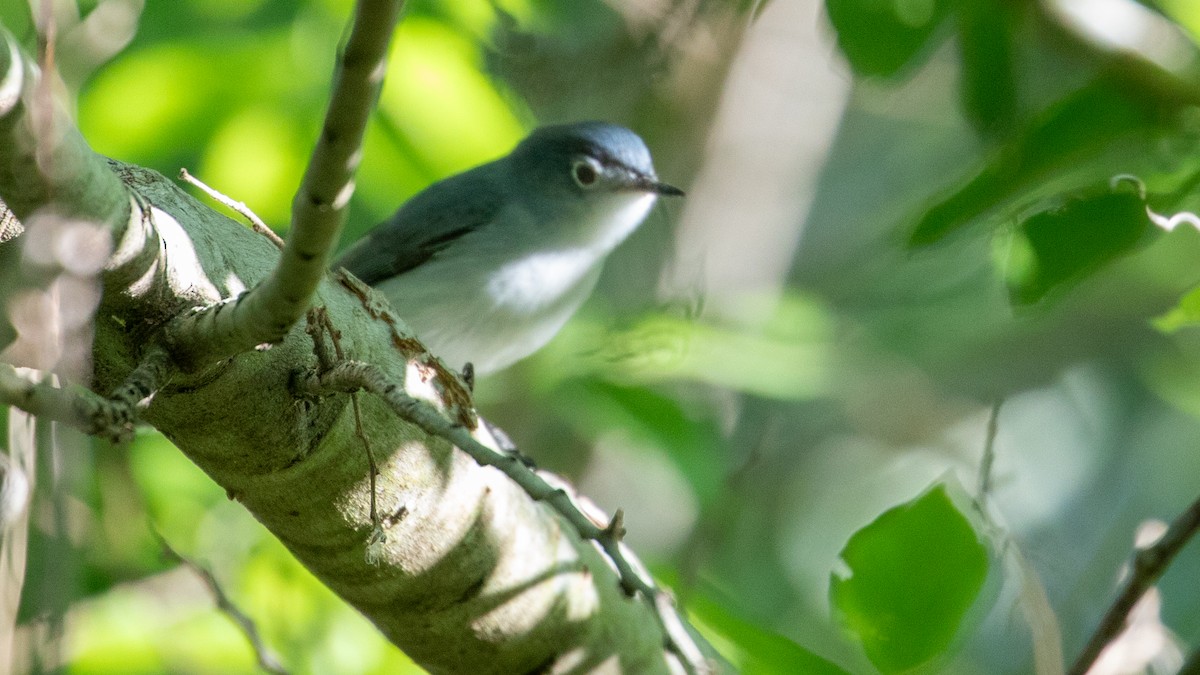 Blue-gray Gnatcatcher - Ivar Husa