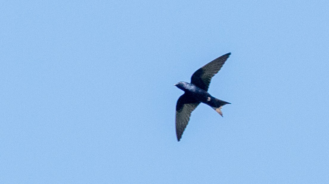 Chimney Swift - Ivar Husa