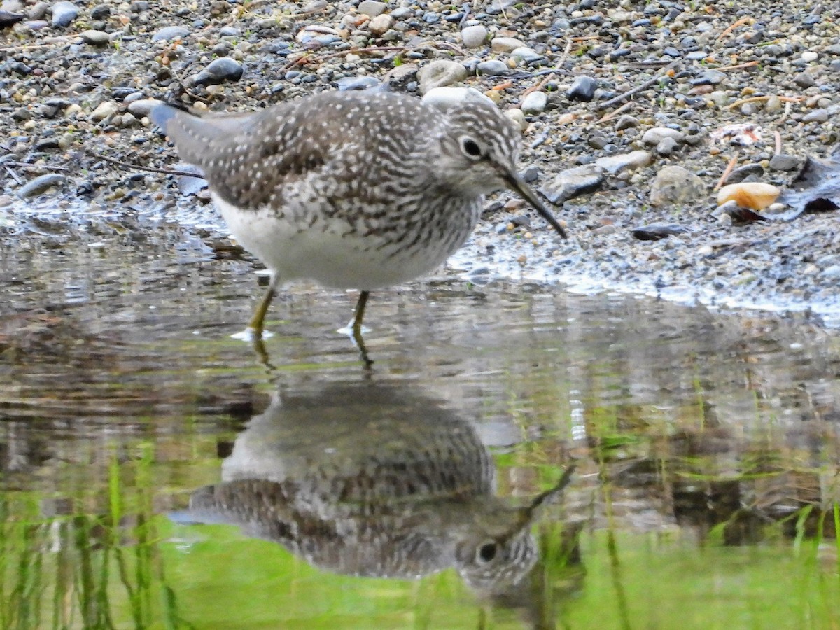 Solitary Sandpiper - Robert Enns