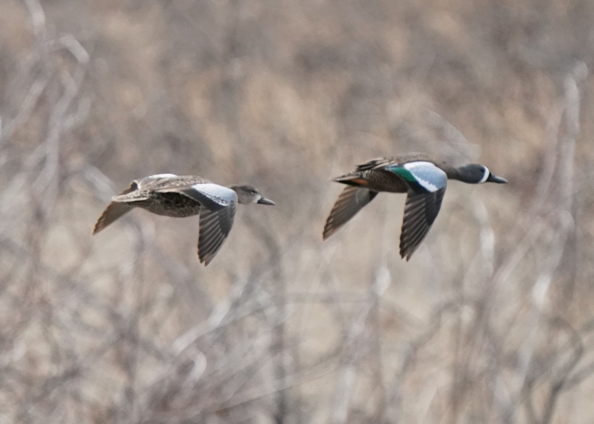 Blue-winged Teal - ML618135772