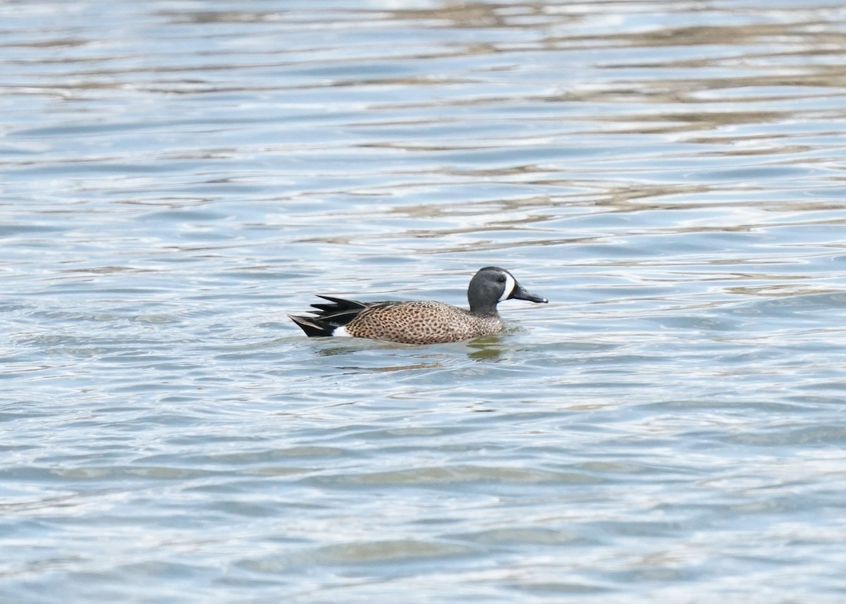 Blue-winged Teal - ML618135773