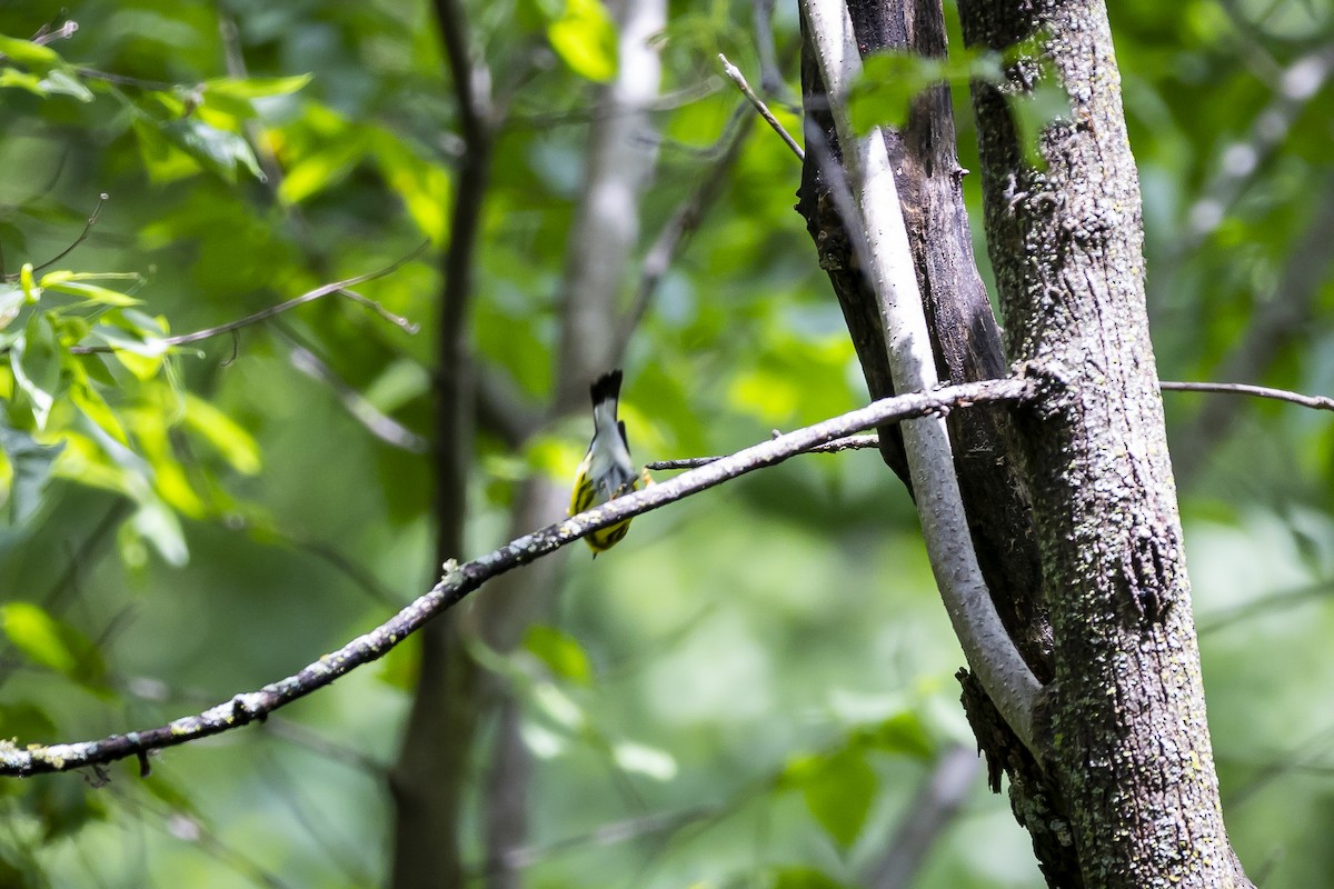 Magnolia Warbler - Cooper Daniels