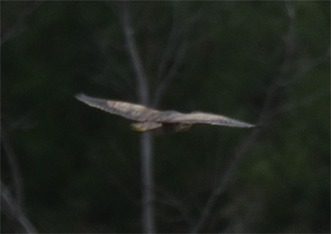 American Bittern - Zachary Peterson