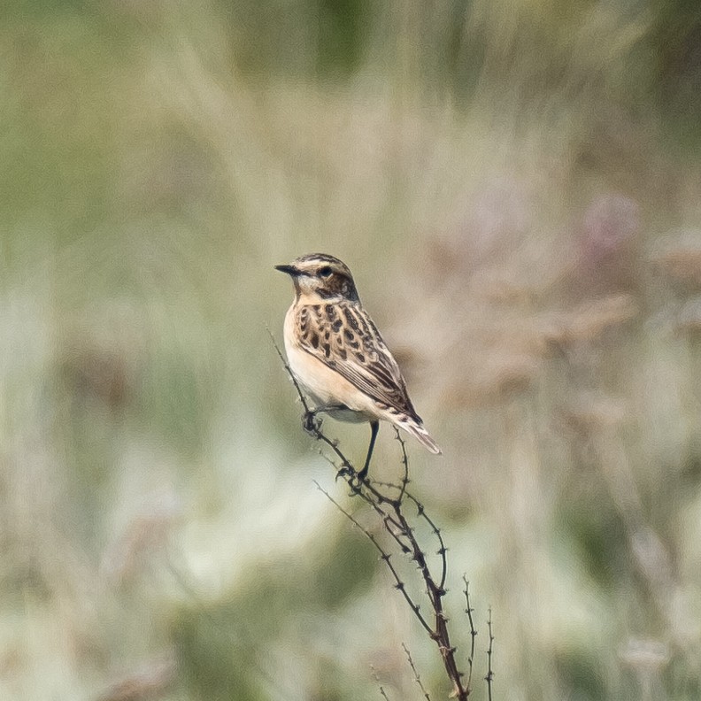 Whinchat - Daria Semenova