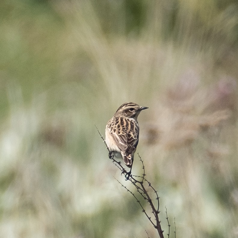 Whinchat - Daria Semenova