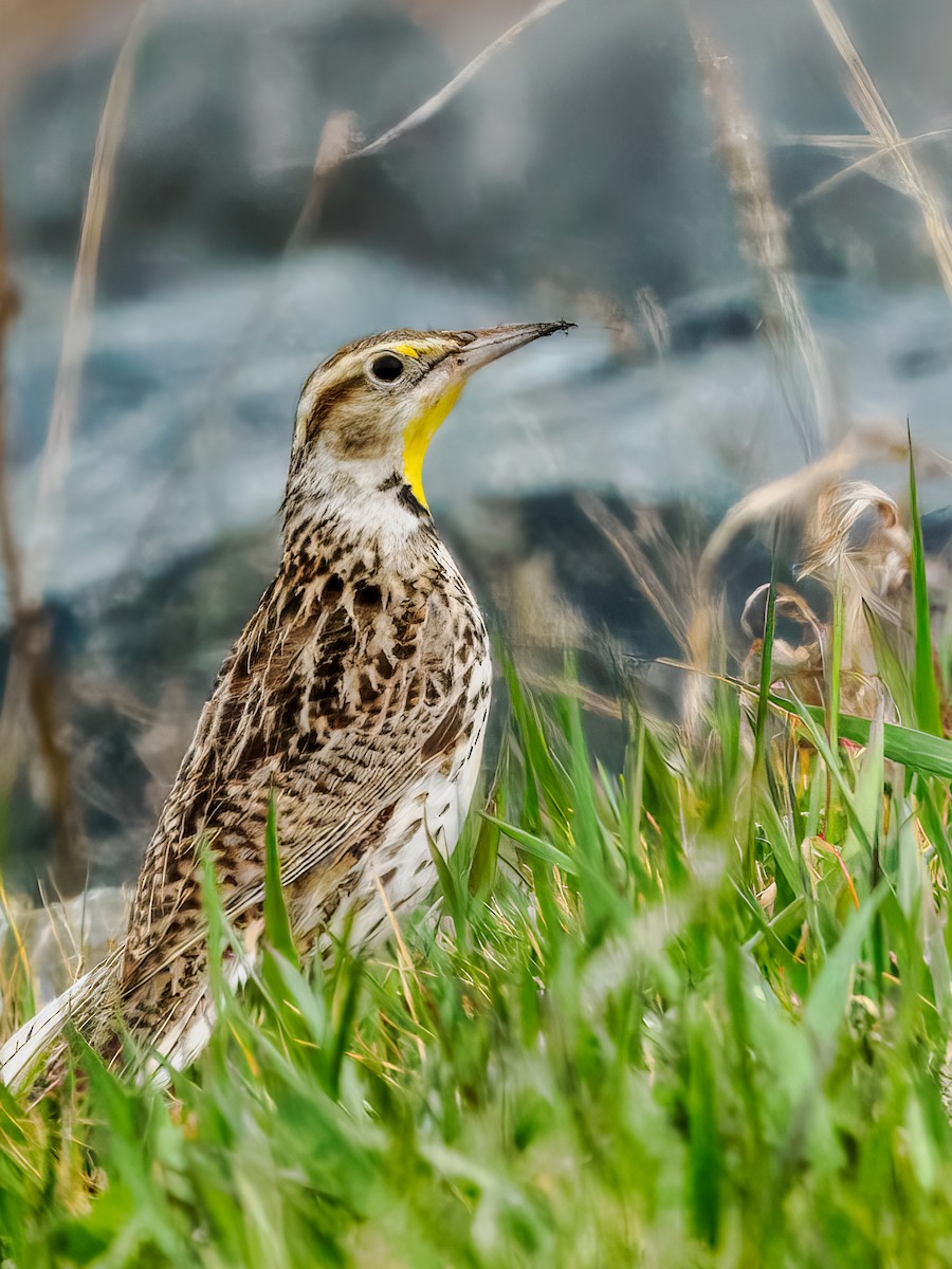 Western Meadowlark - Steven Meisel