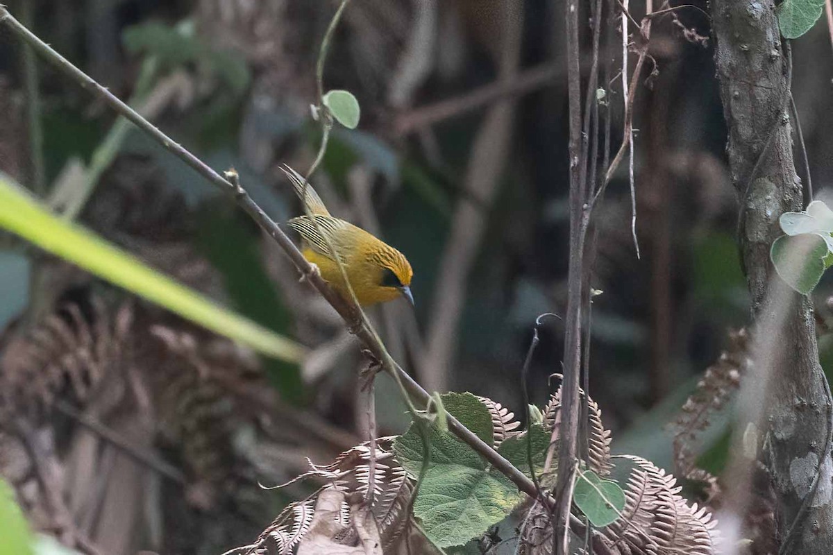 Golden Babbler - Samanvitha Rao