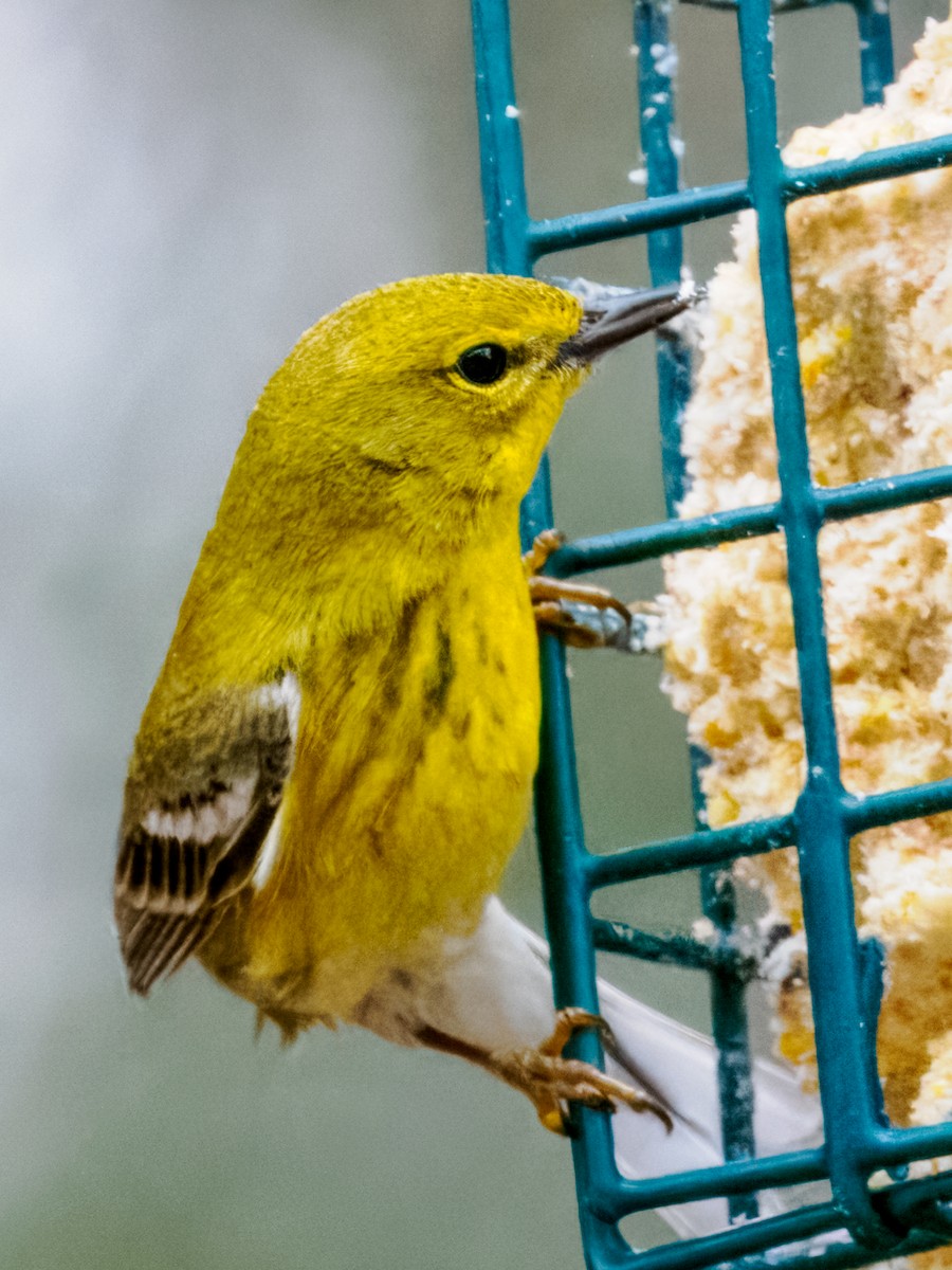 Pine Warbler - Steven Meisel