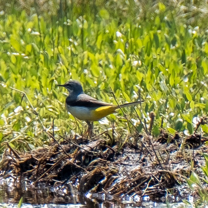 Gray Wagtail - Daria Semenova