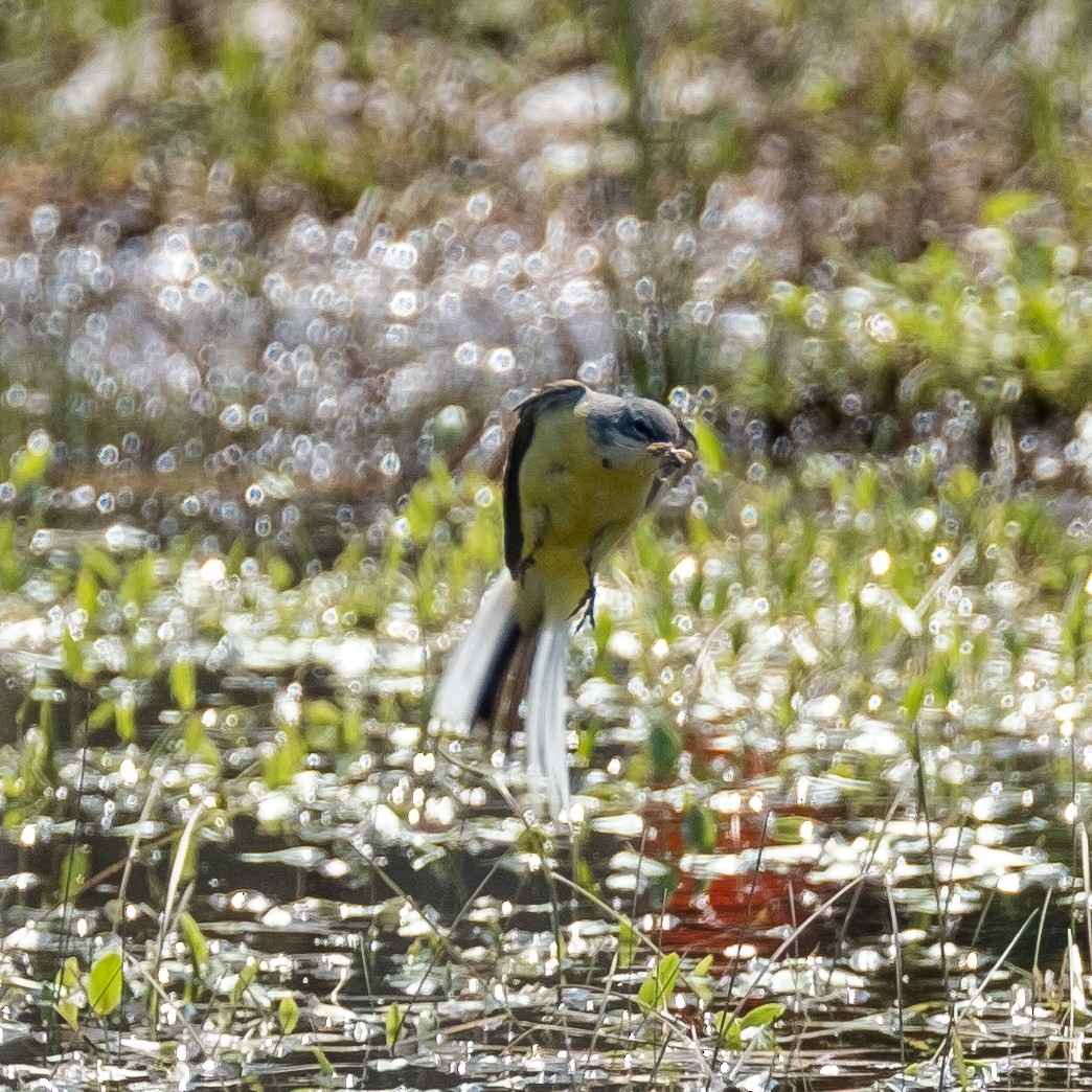 Gray Wagtail - ML618135822