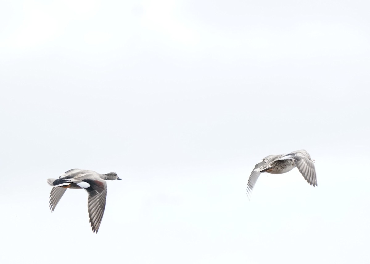 Gadwall - Pam Hardy