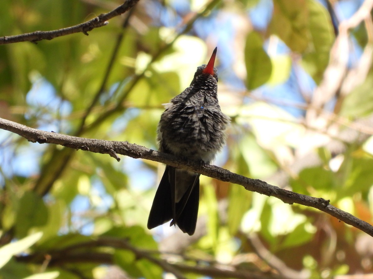 Broad-billed Hummingbird - BAJIO PROFUNDO