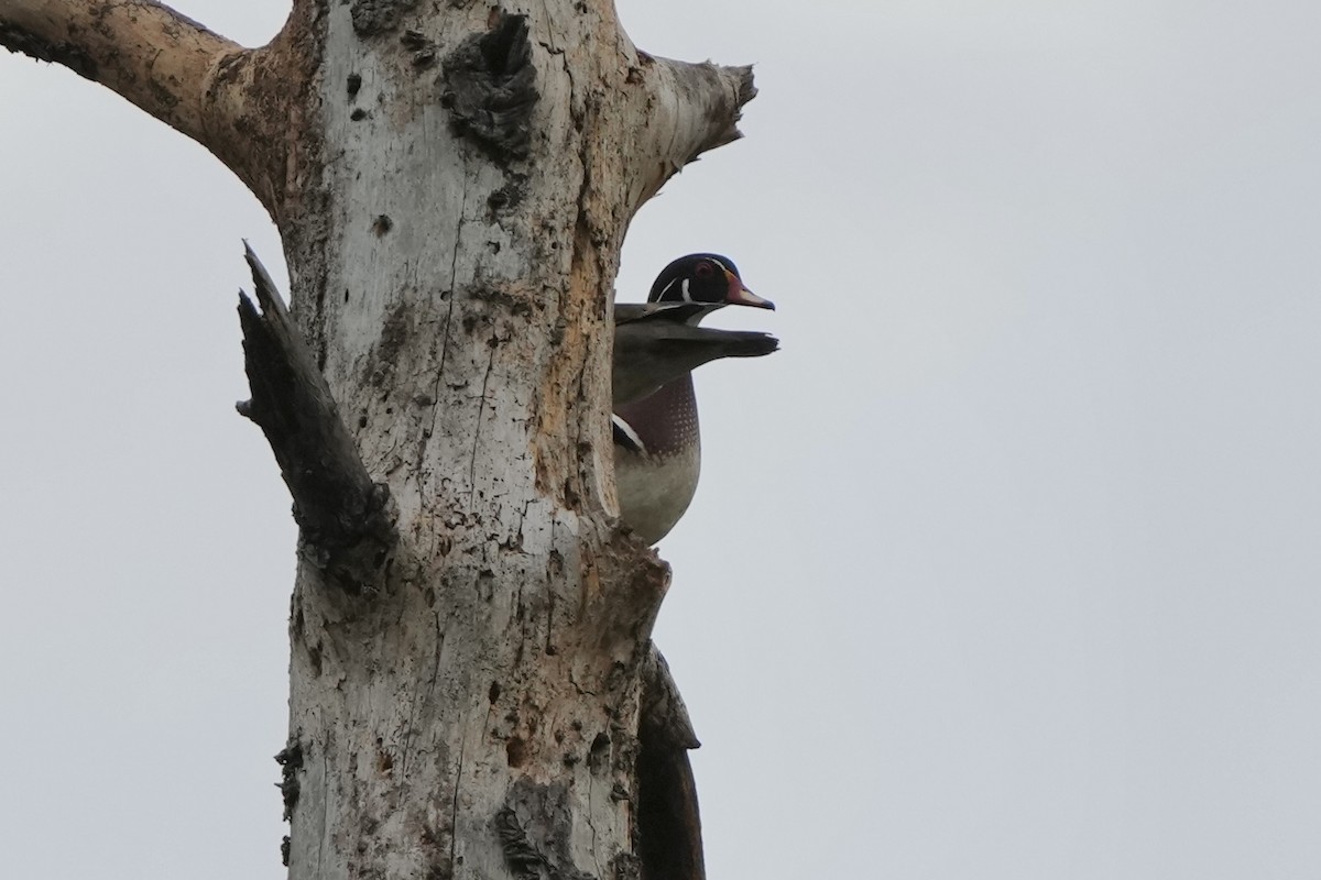 Wood Duck - Tom Cassaro