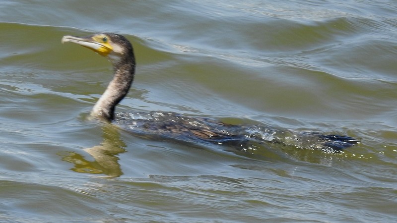 Indian Cormorant - shantilal  Varu