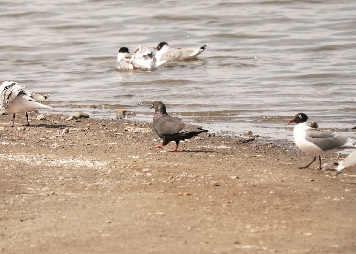 Rock Pigeon (Feral Pigeon) - ML618135866