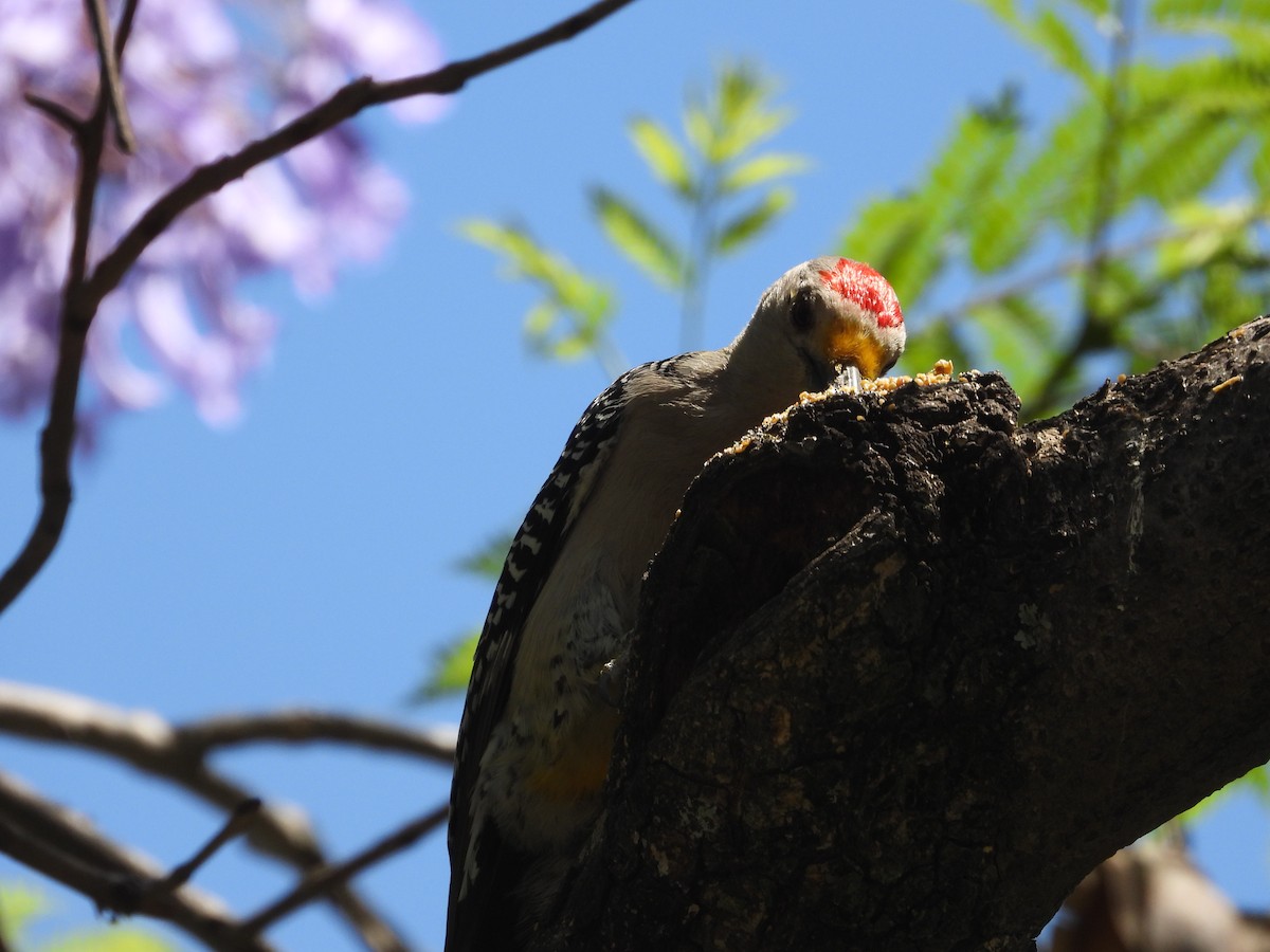 Golden-fronted Woodpecker - BAJIO PROFUNDO
