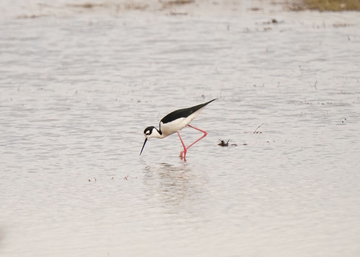 Black-necked Stilt - Pam Hardy