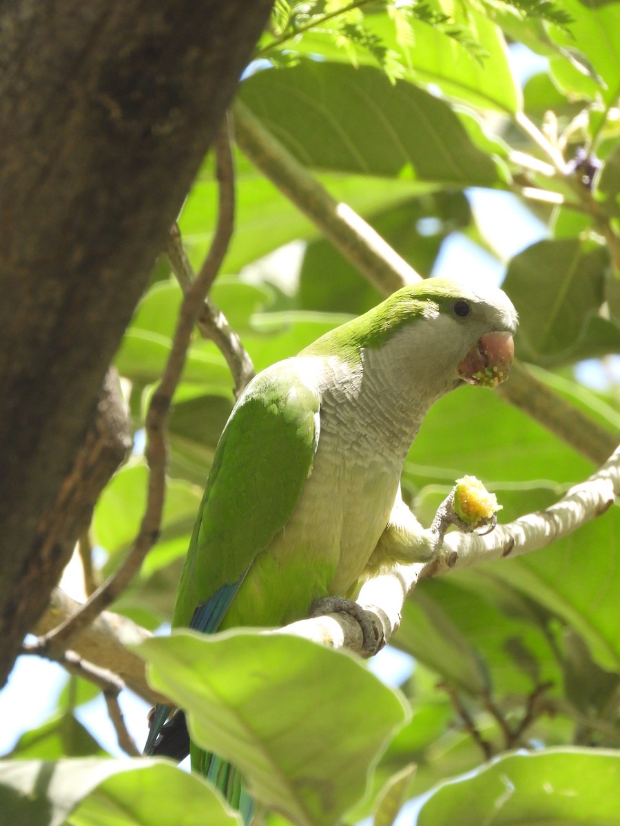 Monk Parakeet - ML618135896