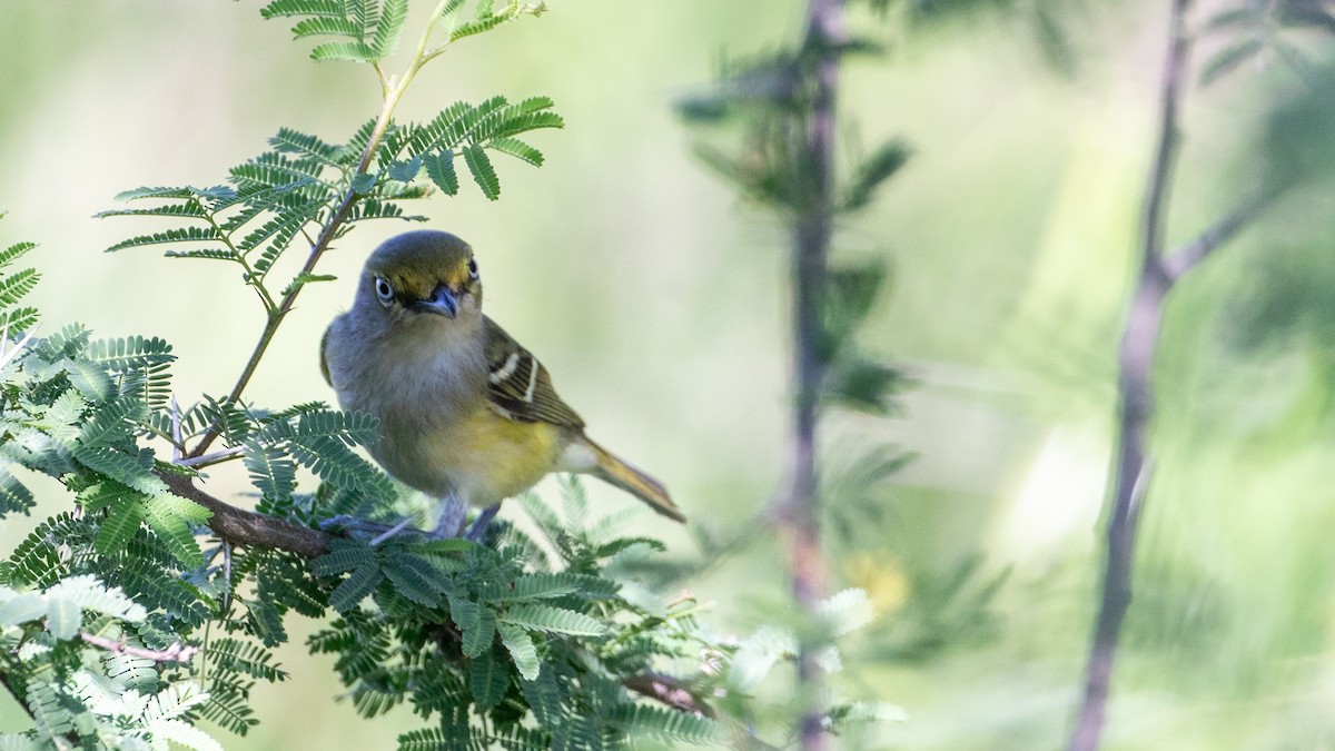 White-eyed Vireo - ML618135907