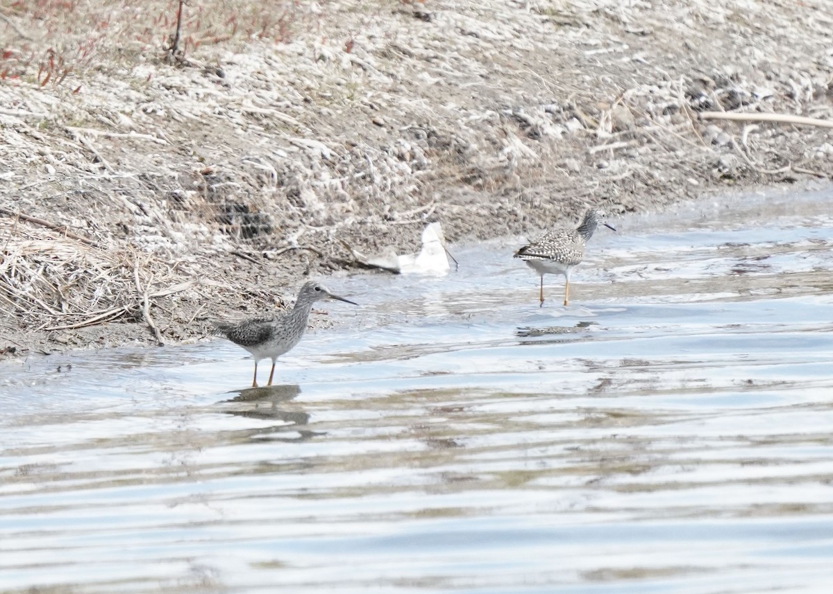 Lesser Yellowlegs - Pam Hardy