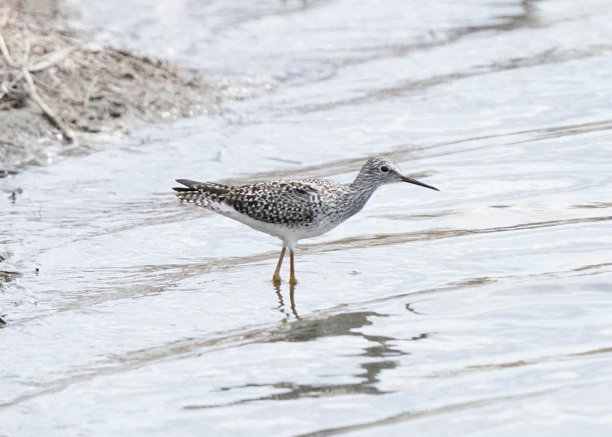 Lesser Yellowlegs - Pam Hardy