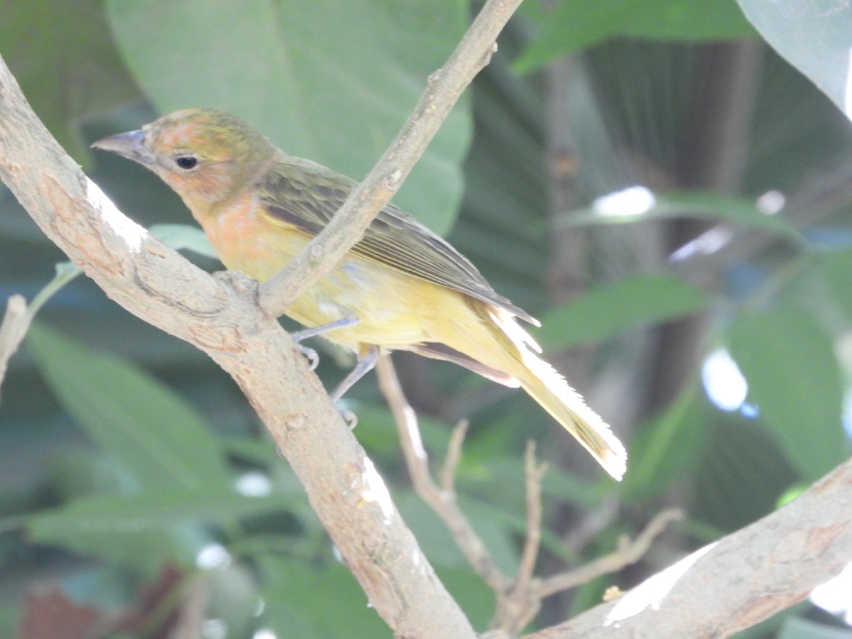 Western Tanager - ML618135935