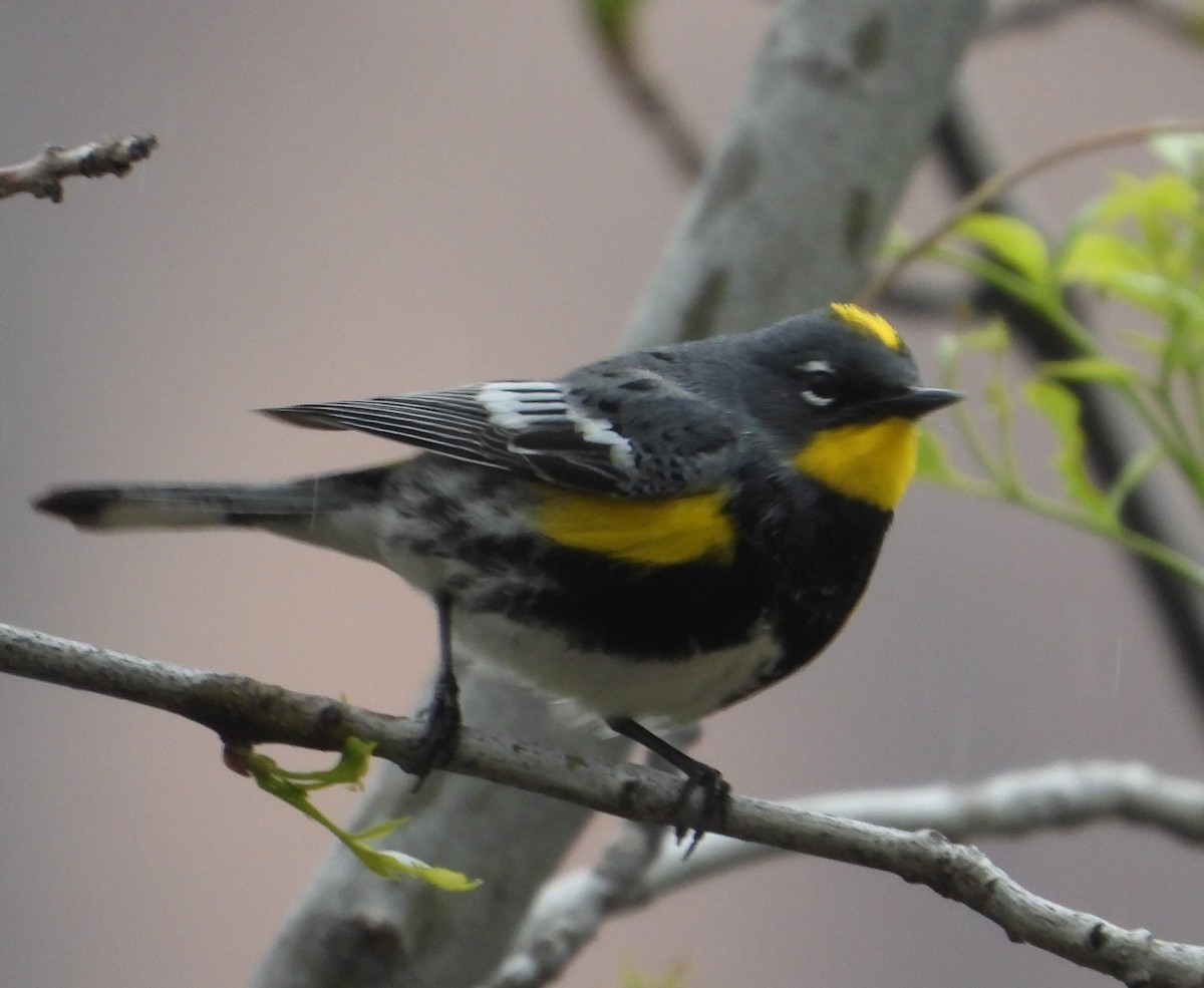 Yellow-rumped Warbler - Rodney Macready