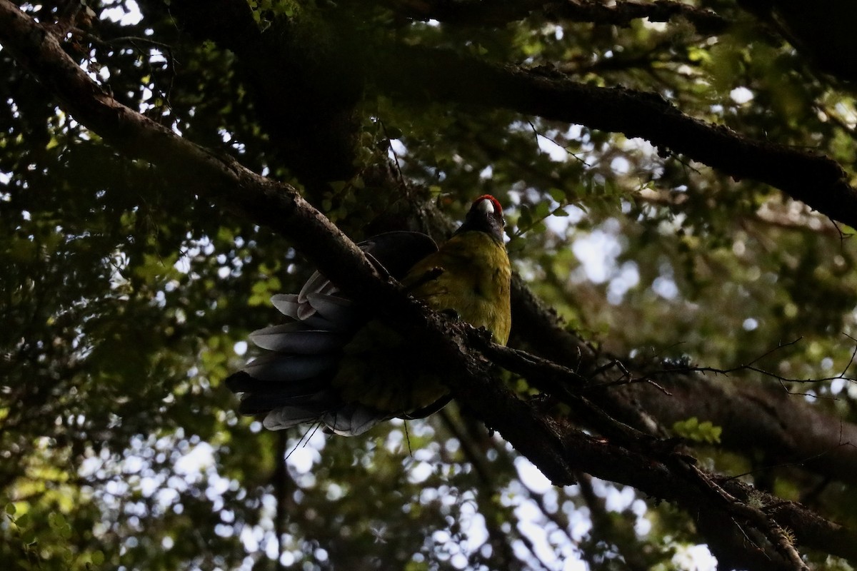 Green Rosella - Henry Burton