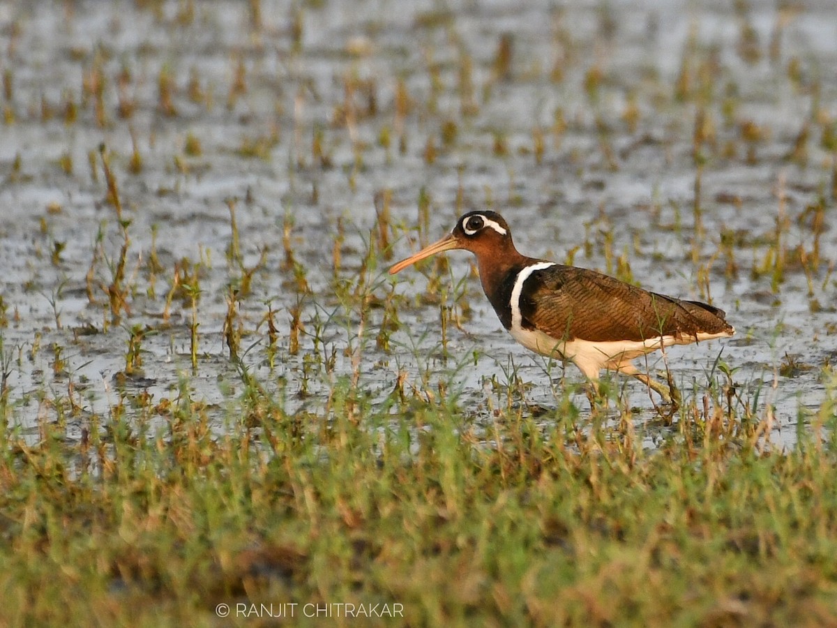 Greater Painted-Snipe - Ranjeet Chitrakar