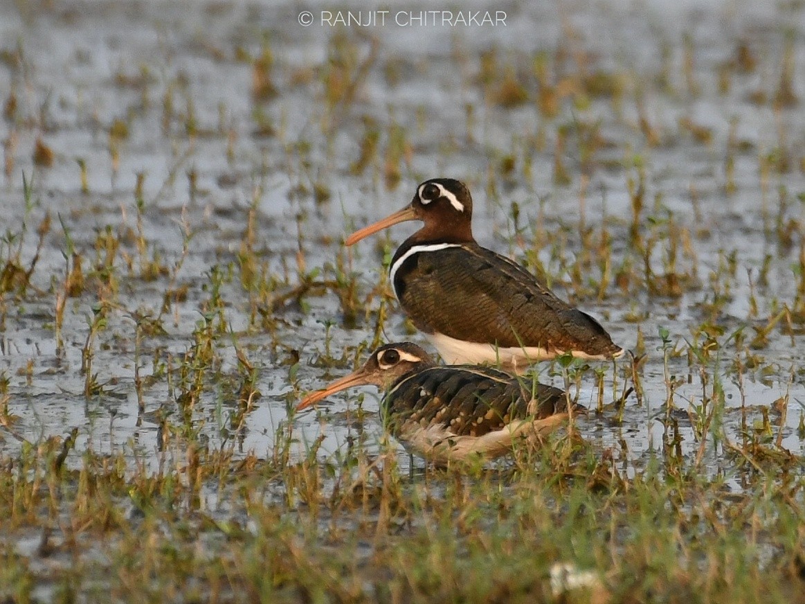 Greater Painted-Snipe - Ranjeet Chitrakar