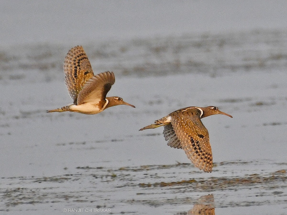 Greater Painted-Snipe - Ranjeet Chitrakar