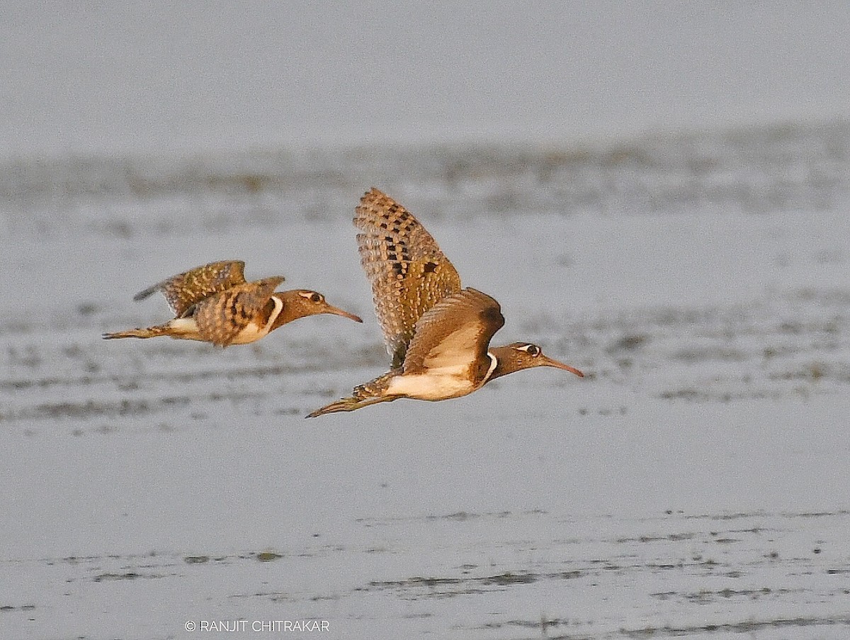 Greater Painted-Snipe - Ranjeet Chitrakar