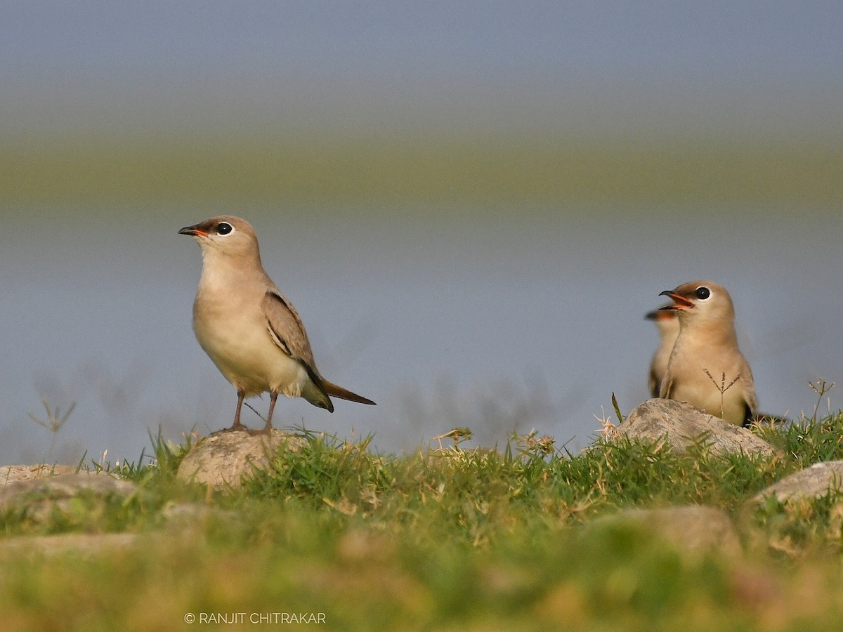 Small Pratincole - ML618135957