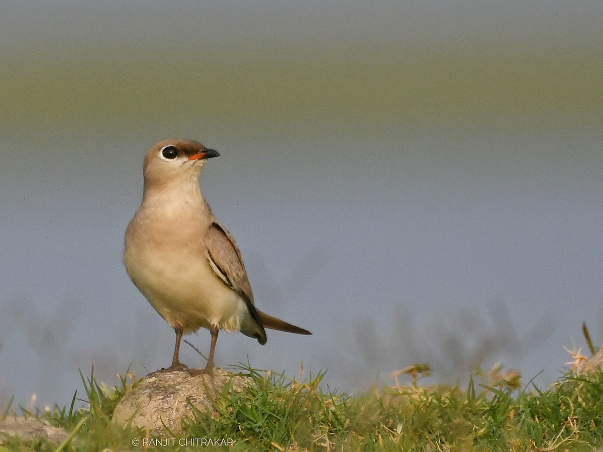 Small Pratincole - ML618135958