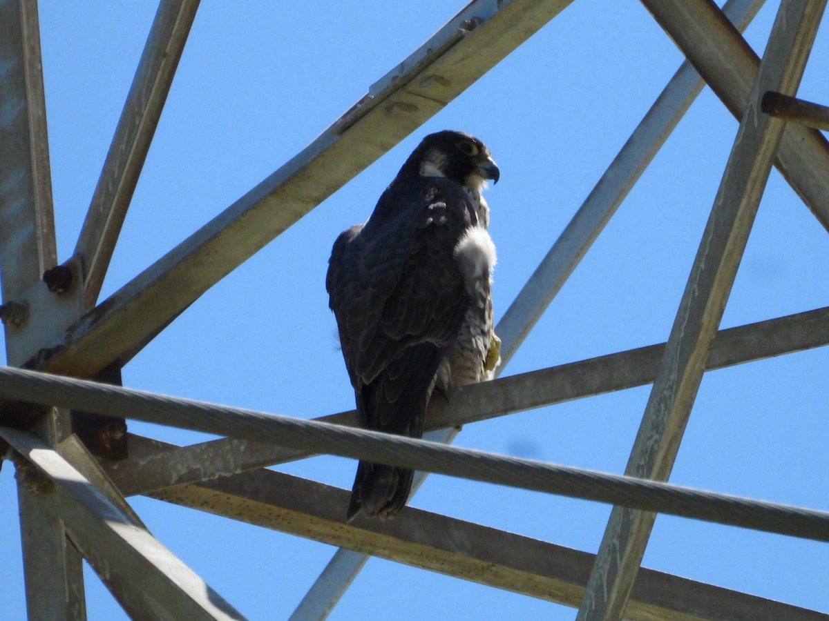 Peregrine Falcon - Howard Friedman