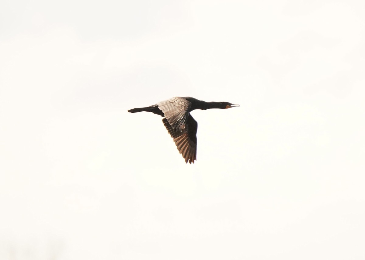 Double-crested Cormorant - Pam Hardy