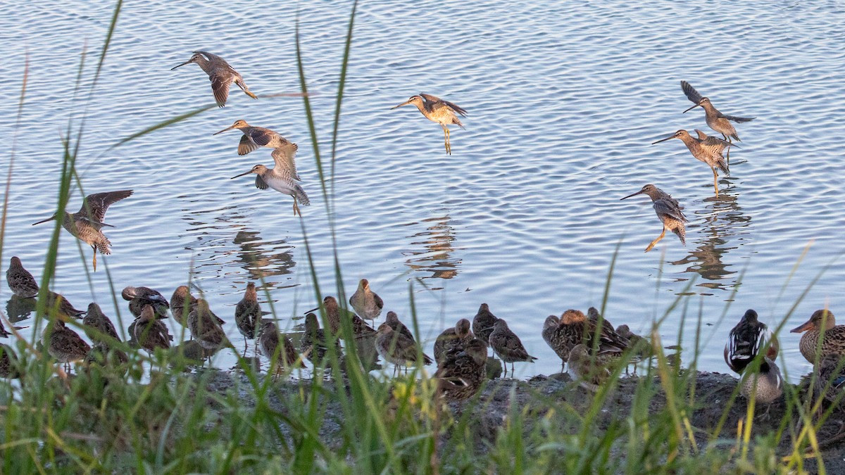 Stilt Sandpiper - Ivar Husa