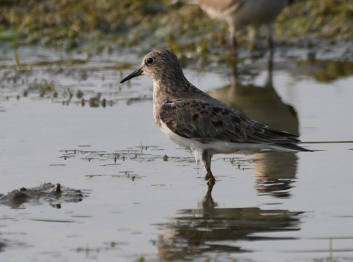 Temminck's Stint - ML618135976