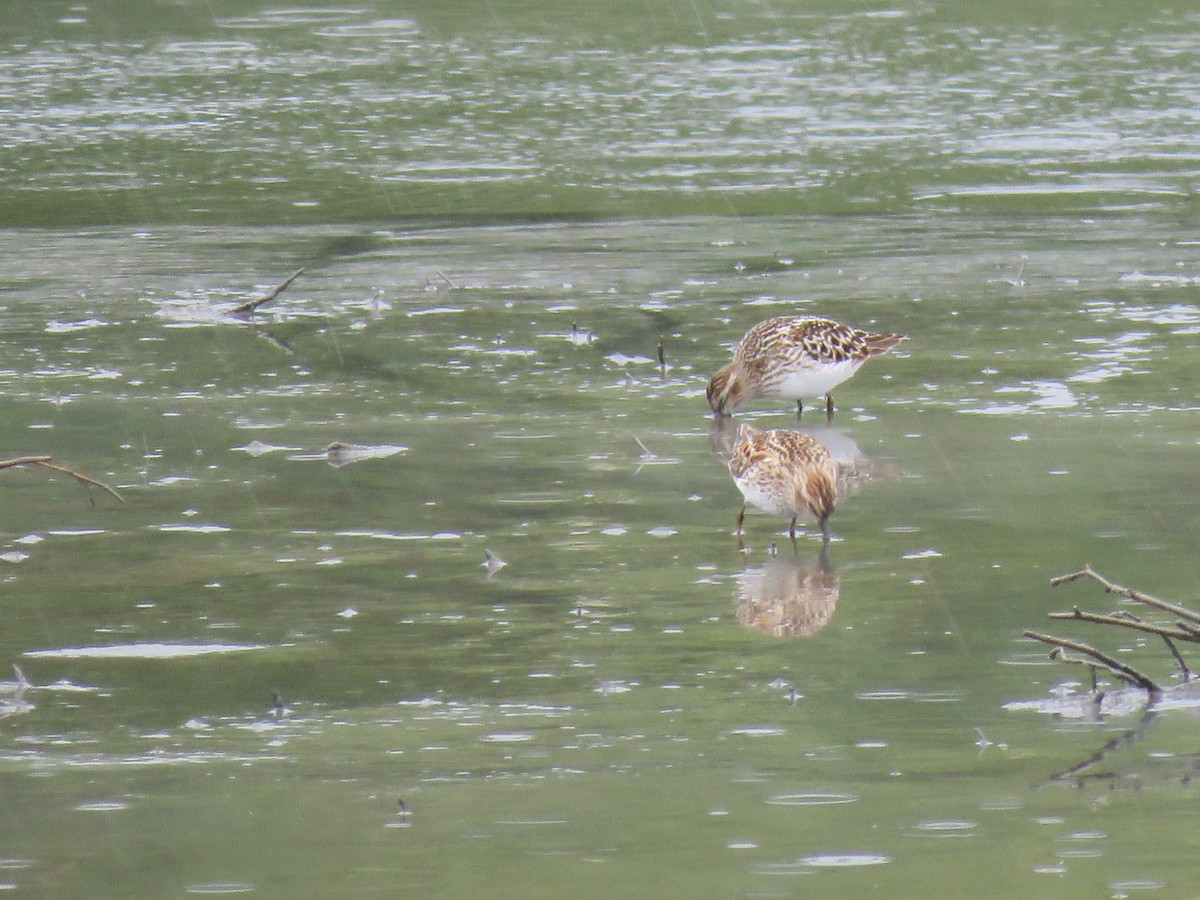 Western Sandpiper - Phil Wegener