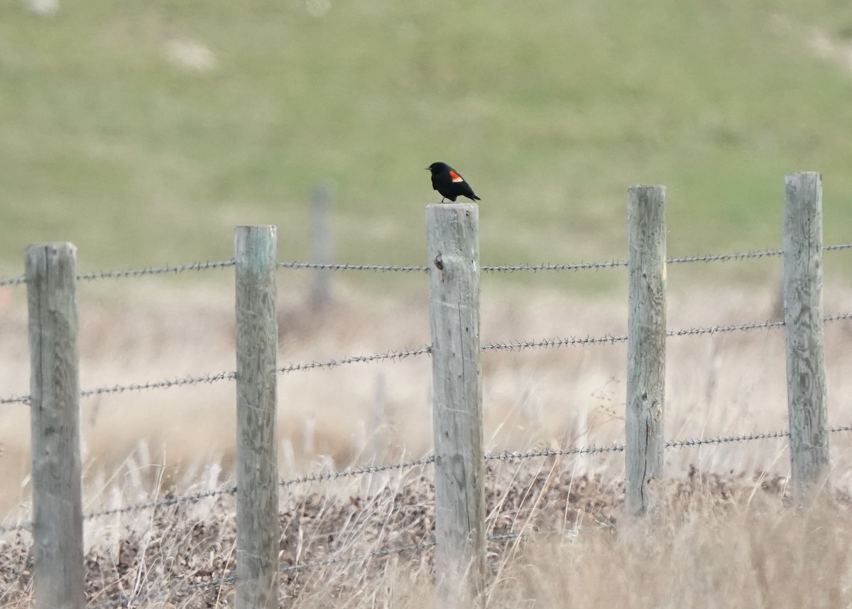 Red-winged Blackbird - Pam Hardy