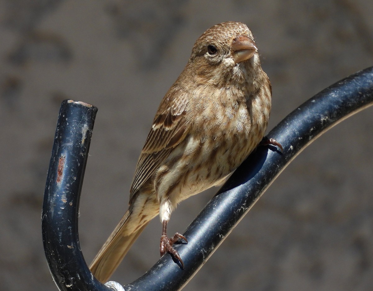 House Finch - James Earles