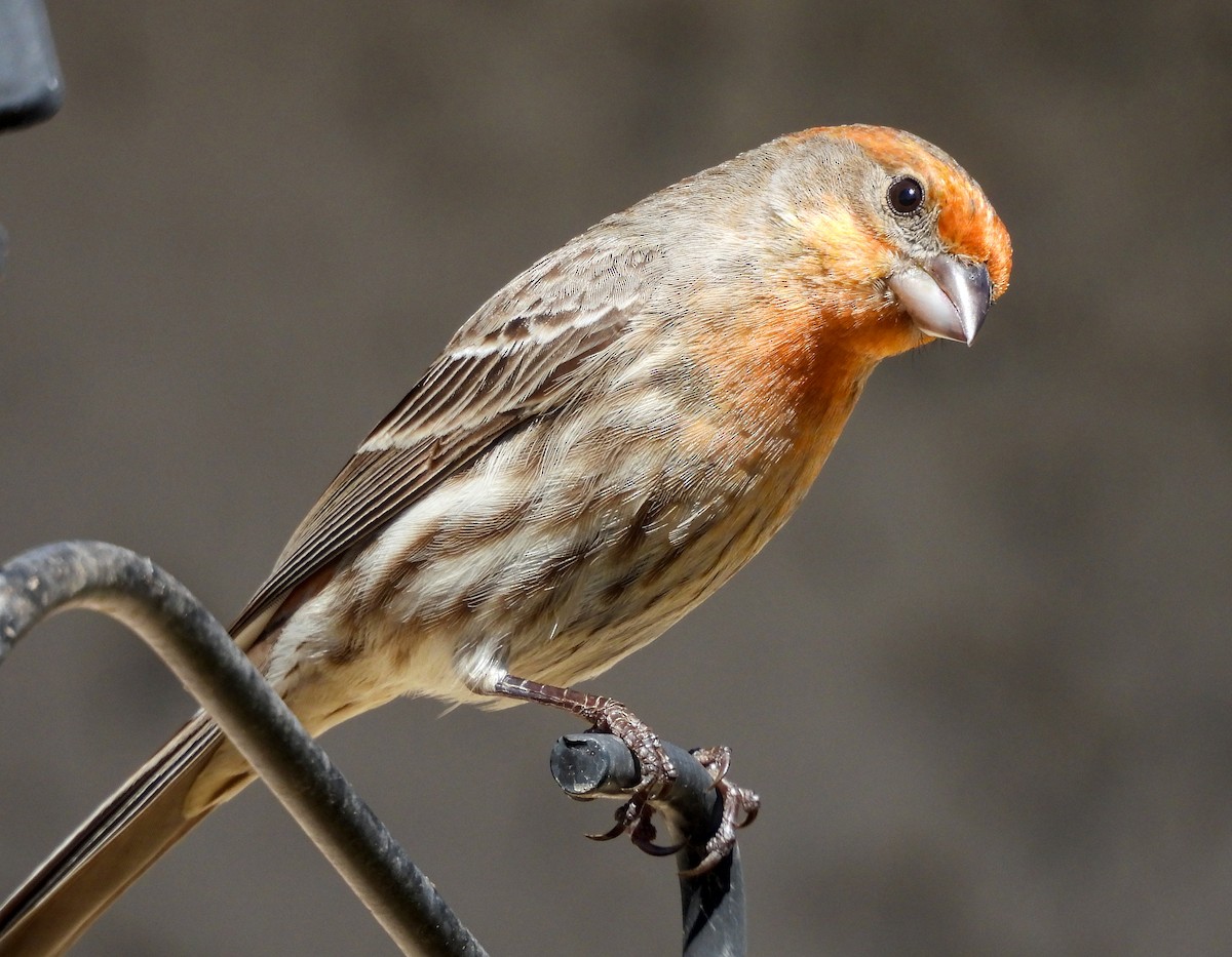 House Finch - James Earles