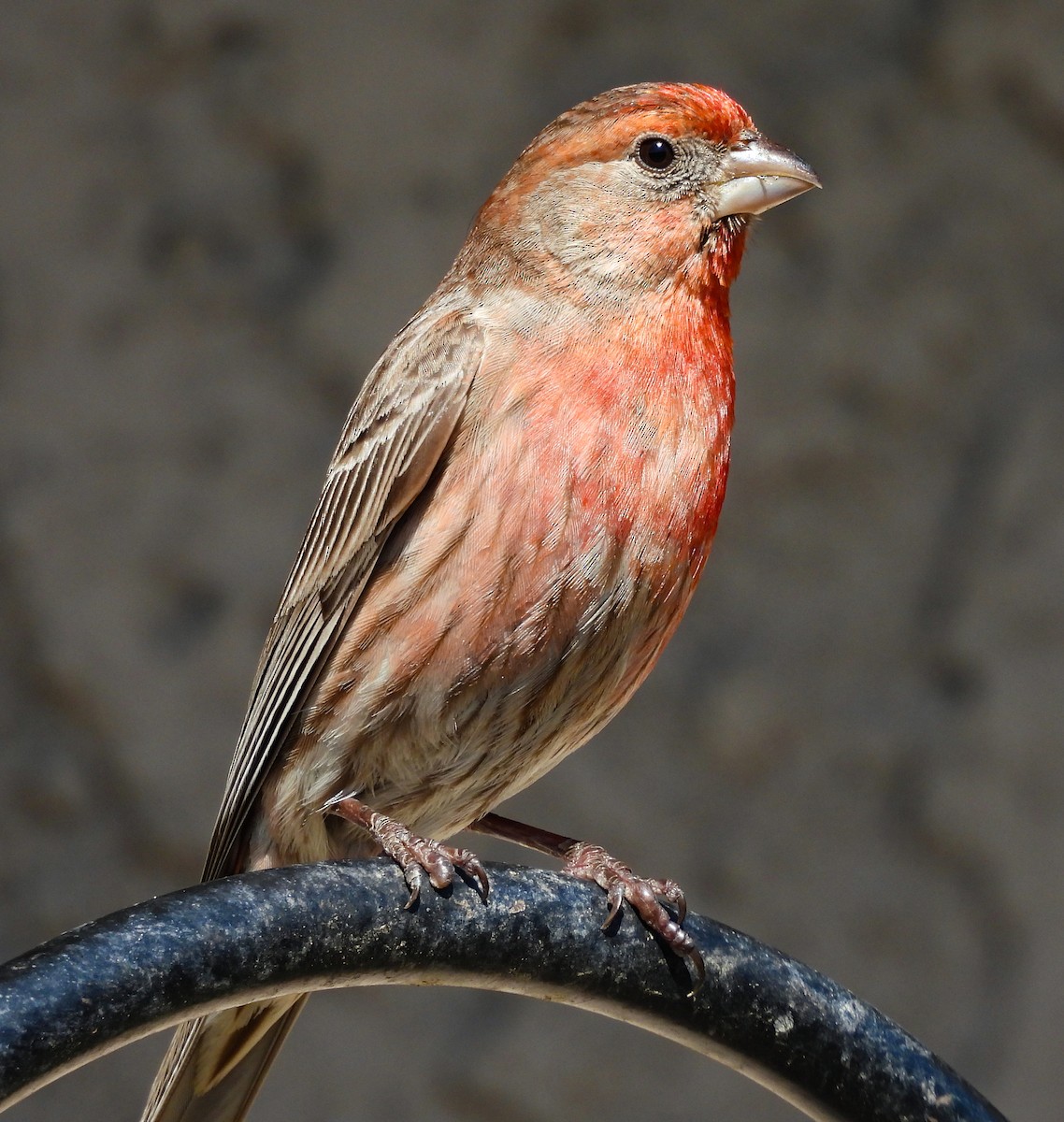 House Finch - James Earles