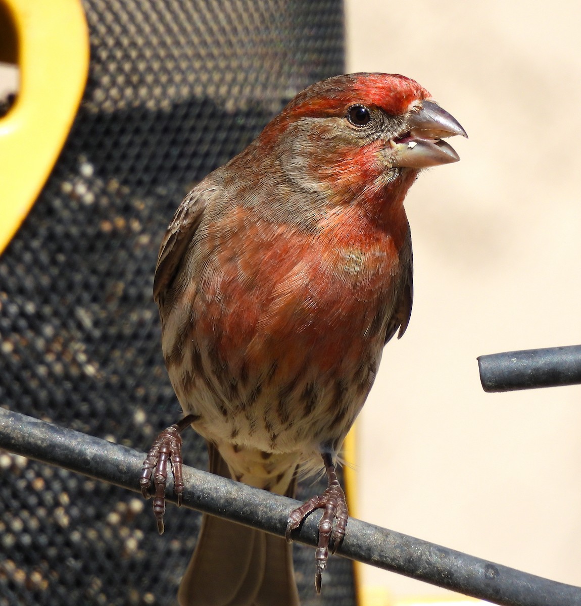 House Finch - James Earles