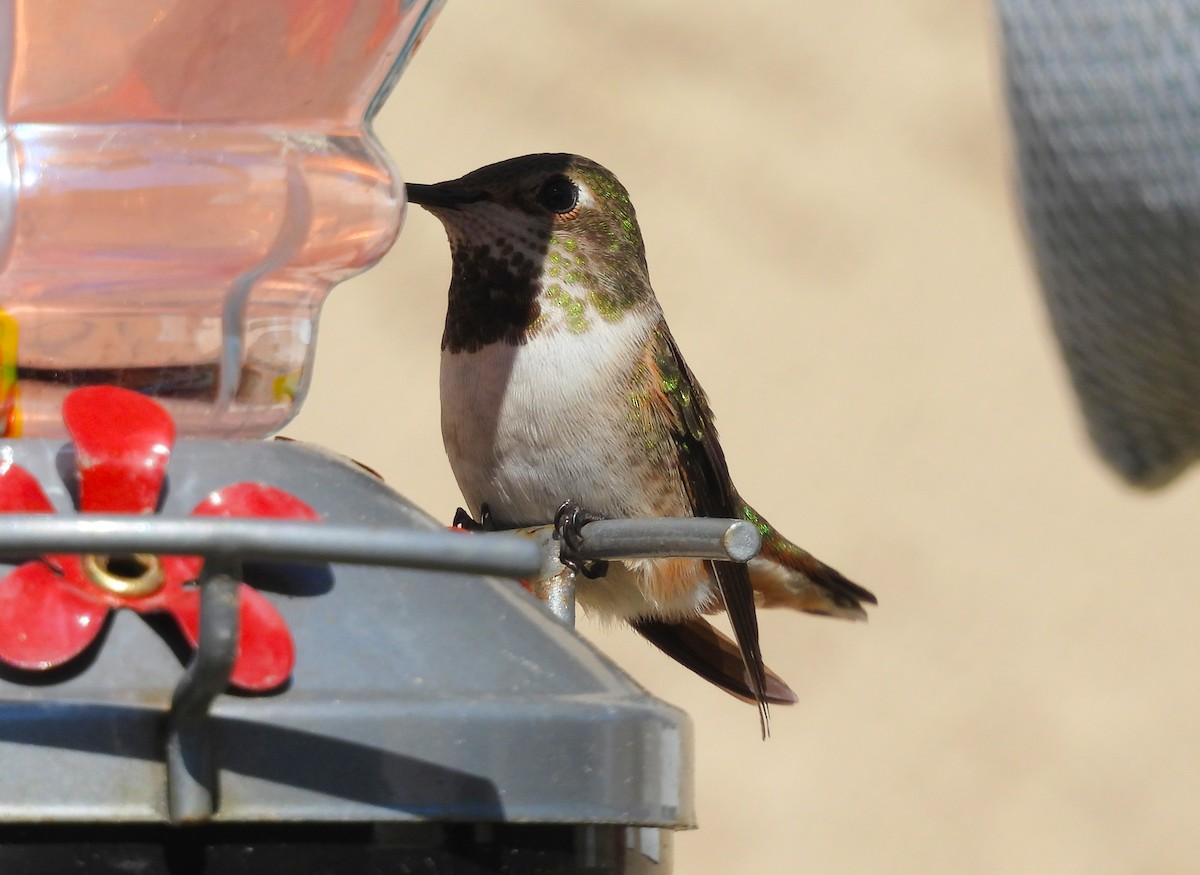 Allen's Hummingbird - James Earles