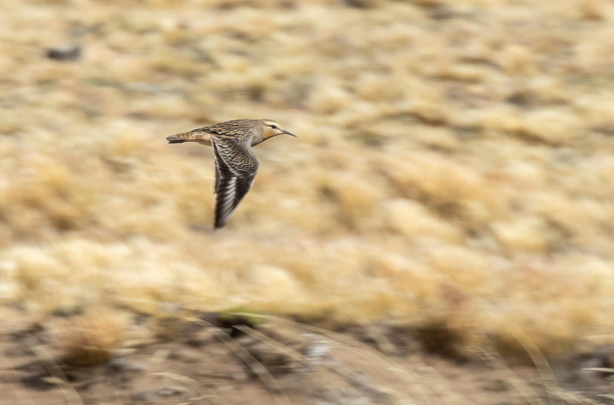 Tawny-throated Dotterel - Ernst Mutchnick